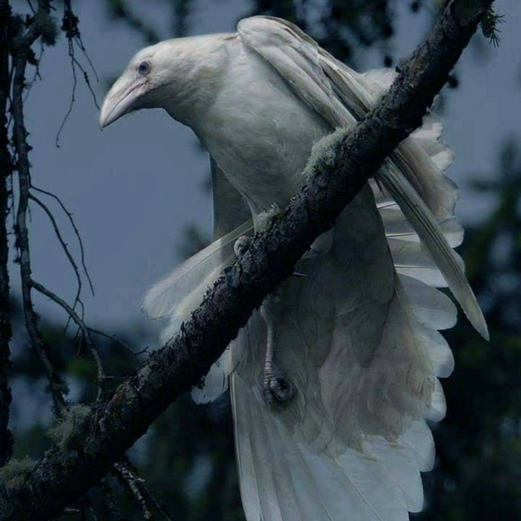 🌺 Meet your Posher 🌺 - Picture 5 of 7